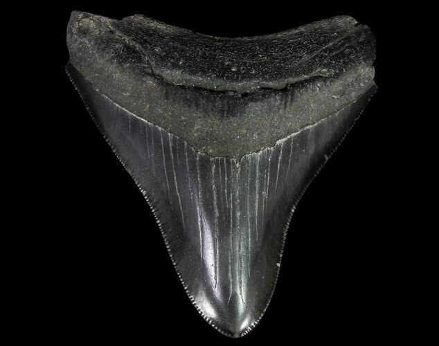 Serrated, Fossil Megalodon Tooth - Georgia #65786